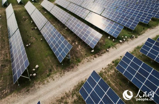 羊群在青海省海南州共和縣塔拉灘的光伏園區內吃草。人民網記者 馬天翼攝