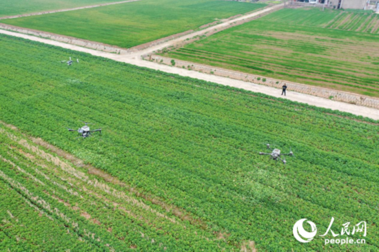 在安徽省望江縣漳湖鎮的油菜田里，無人機正在精準施肥。人民網記者 陳若天攝
